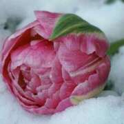 ヒメ日記 2024/12/26 13:03 投稿 くるみ 奥様の実話 梅田店