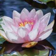 ヒメ日記 2024/12/27 13:04 投稿 くるみ 奥様の実話 梅田店