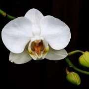 ヒメ日記 2025/01/10 13:03 投稿 くるみ 奥様の実話 梅田店