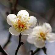 ヒメ日記 2025/01/16 13:03 投稿 くるみ 奥様の実話 梅田店