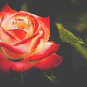 ヒメ日記 2025/01/22 13:03 投稿 くるみ 奥様の実話 梅田店