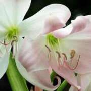 ヒメ日記 2025/02/12 13:01 投稿 くるみ 奥様の実話 梅田店