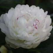 ヒメ日記 2025/02/13 13:01 投稿 くるみ 奥様の実話 梅田店