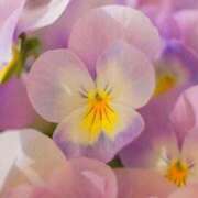 ヒメ日記 2025/02/15 11:01 投稿 くるみ 奥様の実話 梅田店