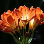 ヒメ日記 2025/02/21 13:01 投稿 くるみ 奥様の実話 梅田店