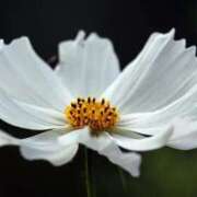 ヒメ日記 2025/03/14 13:02 投稿 くるみ 奥様の実話 梅田店