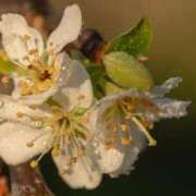 ヒメ日記 2025/03/22 11:02 投稿 くるみ 奥様の実話 梅田店