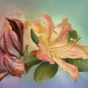 ヒメ日記 2025/03/25 13:01 投稿 くるみ 奥様の実話 梅田店