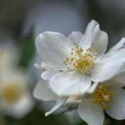 ヒメ日記 2025/03/26 13:02 投稿 くるみ 奥様の実話 梅田店