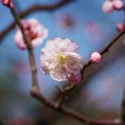 ヒメ日記 2025/03/29 11:31 投稿 くるみ 奥様の実話 梅田店