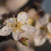 ヒメ日記 2025/04/09 13:01 投稿 くるみ 奥様の実話 梅田店