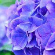 ヒメ日記 2025/04/10 13:02 投稿 くるみ 奥様の実話 梅田店