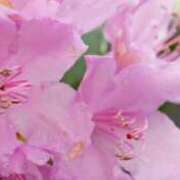 ヒメ日記 2025/04/12 13:01 投稿 くるみ 奥様の実話 梅田店