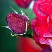 ヒメ日記 2025/04/23 13:01 投稿 くるみ 奥様の実話 梅田店