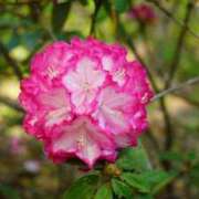 ヒメ日記 2025/04/24 13:01 投稿 くるみ 奥様の実話 梅田店