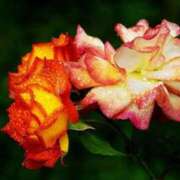 ヒメ日記 2025/05/13 13:01 投稿 くるみ 奥様の実話 梅田店