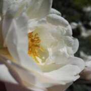 ヒメ日記 2025/05/16 13:01 投稿 くるみ 奥様の実話 梅田店