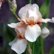 ヒメ日記 2025/06/13 13:01 投稿 くるみ 奥様の実話 梅田店