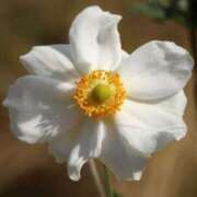 ヒメ日記 2025/06/20 13:01 投稿 くるみ 奥様の実話 梅田店