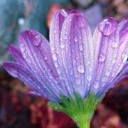 ヒメ日記 2025/06/26 13:01 投稿 くるみ 奥様の実話 梅田店