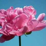 ヒメ日記 2025/07/26 11:02 投稿 くるみ 奥様の実話 梅田店