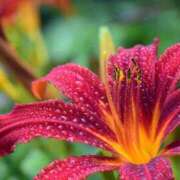 ヒメ日記 2025/08/08 13:00 投稿 くるみ 奥様の実話 梅田店