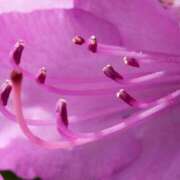 ヒメ日記 2025/08/19 13:00 投稿 くるみ 奥様の実話 梅田店