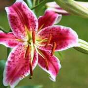 ヒメ日記 2025/08/22 13:00 投稿 くるみ 奥様の実話 梅田店