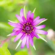 ヒメ日記 2025/08/26 13:00 投稿 くるみ 奥様の実話 梅田店