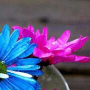 ヒメ日記 2025/08/29 13:01 投稿 くるみ 奥様の実話 梅田店