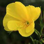 ヒメ日記 2025/09/02 13:00 投稿 くるみ 奥様の実話 梅田店