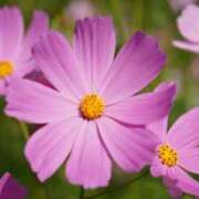 ヒメ日記 2025/09/25 13:01 投稿 くるみ 奥様の実話 梅田店