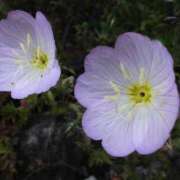 ヒメ日記 2025/09/27 11:31 投稿 くるみ 奥様の実話 梅田店