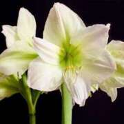 ヒメ日記 2025/10/08 13:00 投稿 くるみ 奥様の実話 梅田店