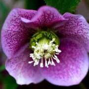 ヒメ日記 2025/10/17 13:01 投稿 くるみ 奥様の実話 梅田店