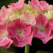 ヒメ日記 2025/10/29 13:01 投稿 くるみ 奥様の実話 梅田店