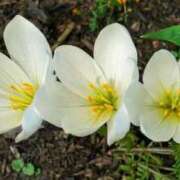 ヒメ日記 2025/11/12 13:00 投稿 くるみ 奥様の実話 梅田店