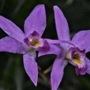 くるみ そろそろ♪ 奥様の実話 梅田店