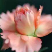 ヒメ日記 2025/12/20 10:02 投稿 くるみ 奥様の実話 梅田店