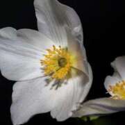 くるみ 珍しく♪ 奥様の実話 梅田店