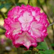 ヒメ日記 2026/01/27 14:30 投稿 くるみ 奥様の実話 梅田店