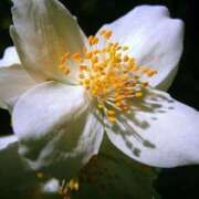 ヒメ日記 2026/01/29 13:01 投稿 くるみ 奥様の実話 梅田店