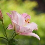 ヒメ日記 2026/02/13 12:04 投稿 くるみ 奥様の実話 梅田店