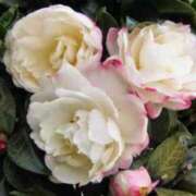 ヒメ日記 2026/02/18 12:04 投稿 くるみ 奥様の実話 梅田店