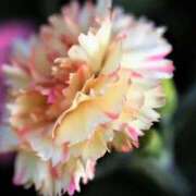 ヒメ日記 2026/02/27 12:04 投稿 くるみ 奥様の実話 梅田店