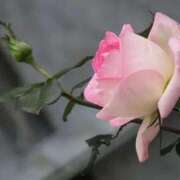 ヒメ日記 2026/02/28 11:01 投稿 くるみ 奥様の実話 梅田店