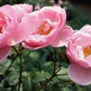 ヒメ日記 2026/03/11 12:04 投稿 くるみ 奥様の実話 梅田店