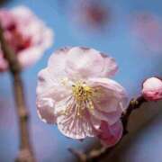 ヒメ日記 2026/03/17 12:05 投稿 くるみ 奥様の実話 梅田店