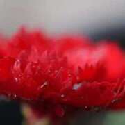 ヒメ日記 2026/03/20 10:02 投稿 くるみ 奥様の実話 梅田店