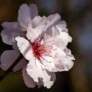 ヒメ日記 2026/04/11 12:06 投稿 くるみ 奥様の実話 梅田店